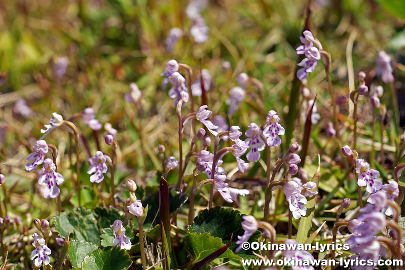 オキナワチドリ(Amitostigma lepidum)