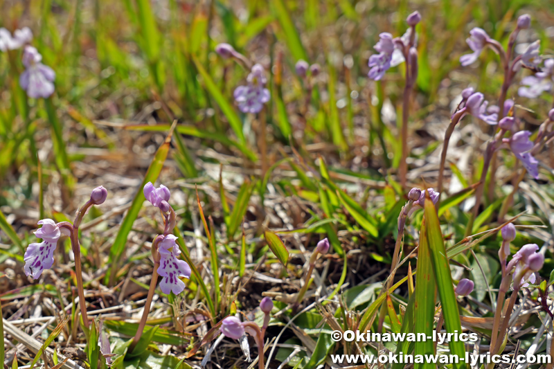 オキナワチドリ(Amitostigma lepidum)