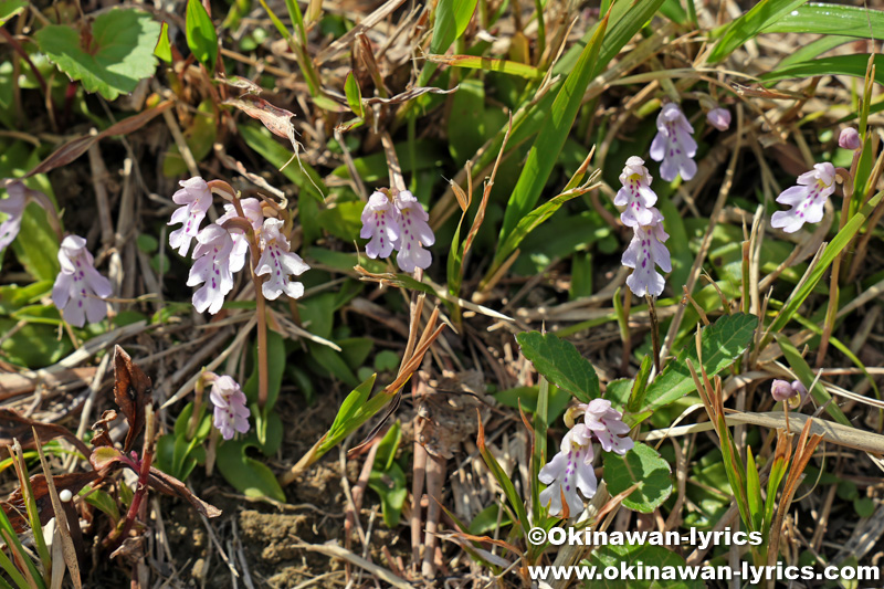 オキナワチドリ(Amitostigma lepidum)