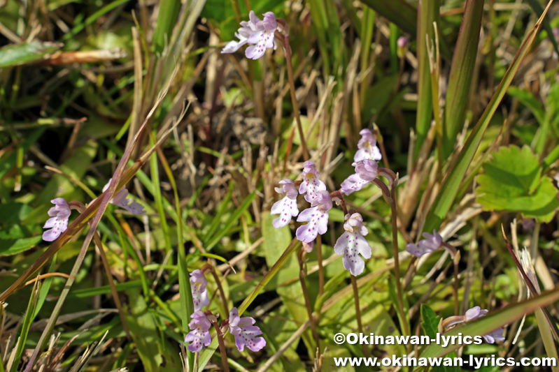 オキナワチドリ(Amitostigma lepidum)