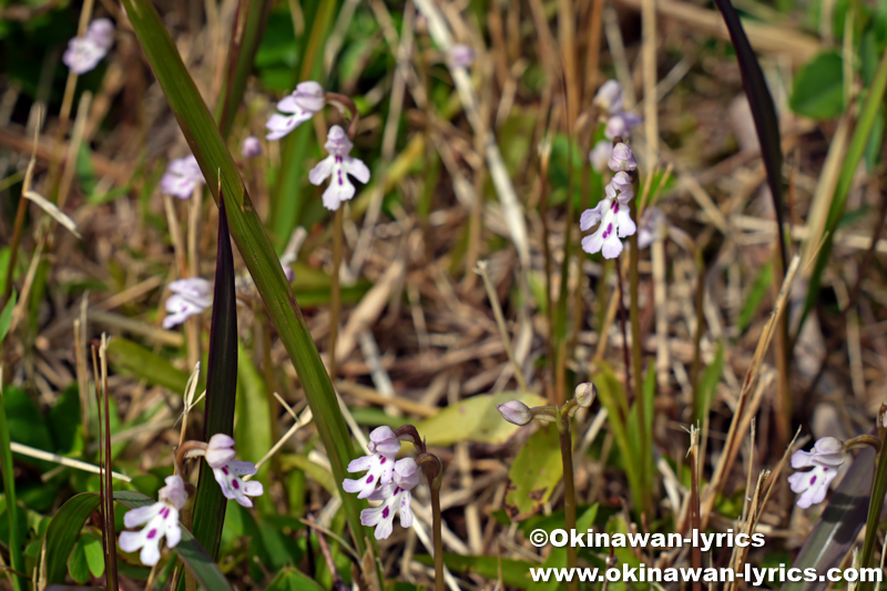 オキナワチドリ(Amitostigma lepidum)