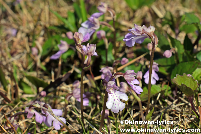 オキナワチドリ(Amitostigma lepidum)