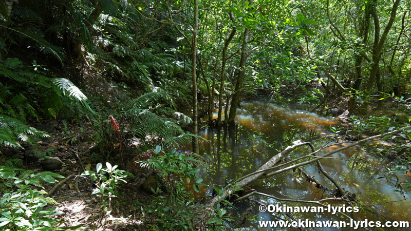 山道@西表島トレッキング