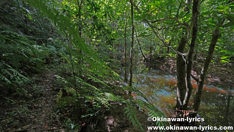山道@西表島トレッキング