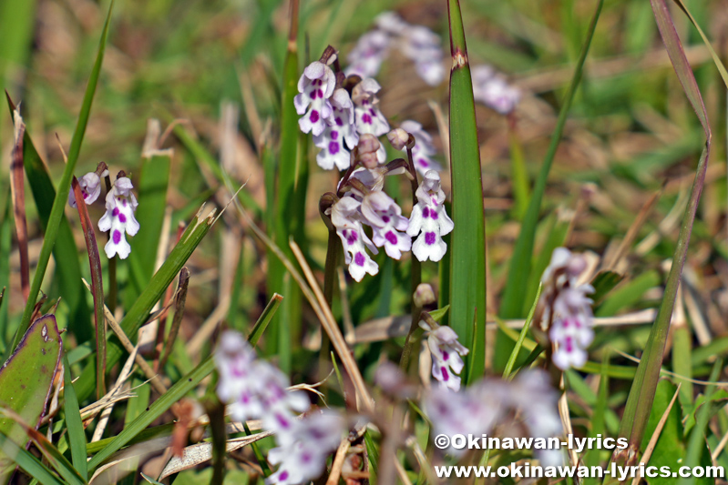 野生ラン・オキナワチドリ 2026