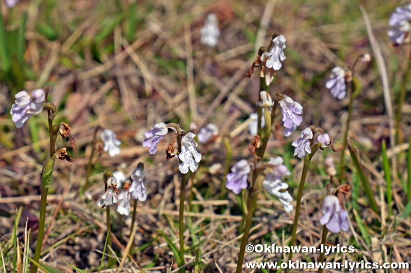 オキナワチドリ(Hemipilia lepida)