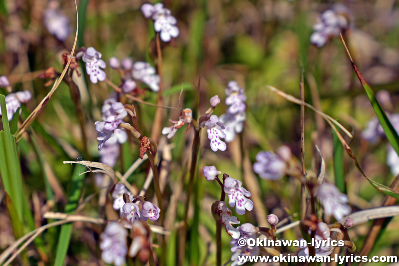 オキナワチドリ(Hemipilia lepida)
