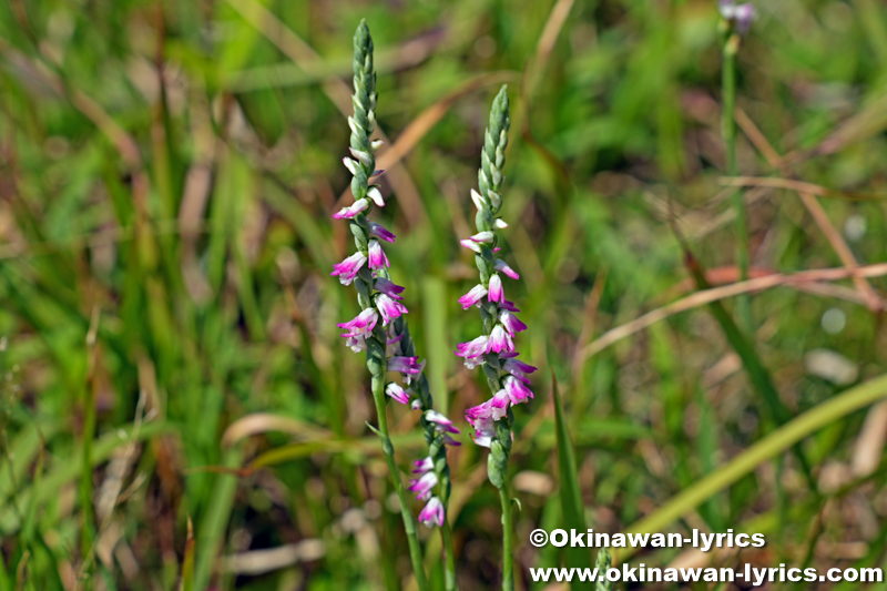 ナンゴクネジバナ(Spiranthes sinensis)
