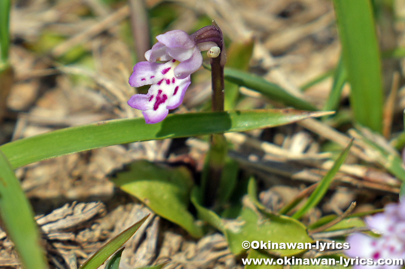 オキナワチドリ(Hemipilia lepida)