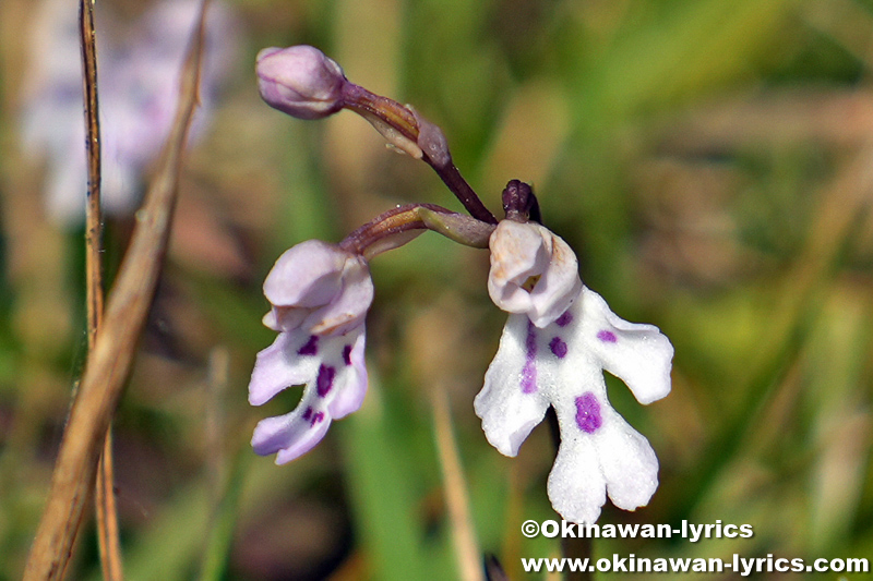 オキナワチドリ(Hemipilia lepida)