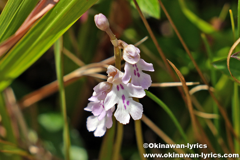 オキナワチドリ(Hemipilia lepida)