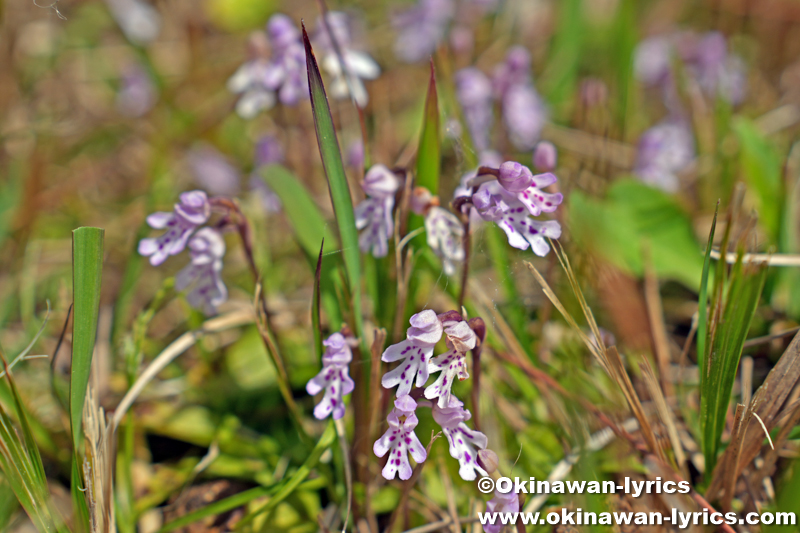 オキナワチドリ(Hemipilia lepida)