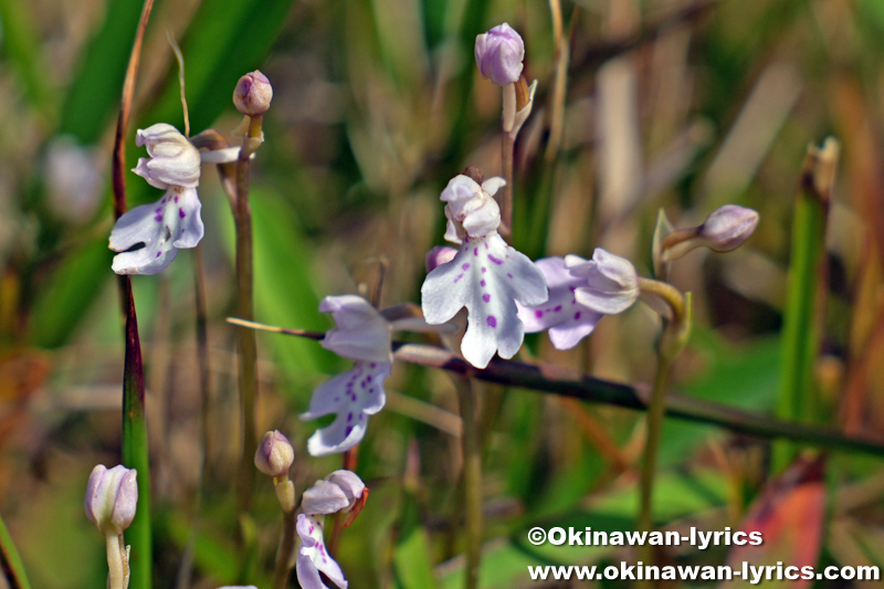 オキナワチドリ(Hemipilia lepida)