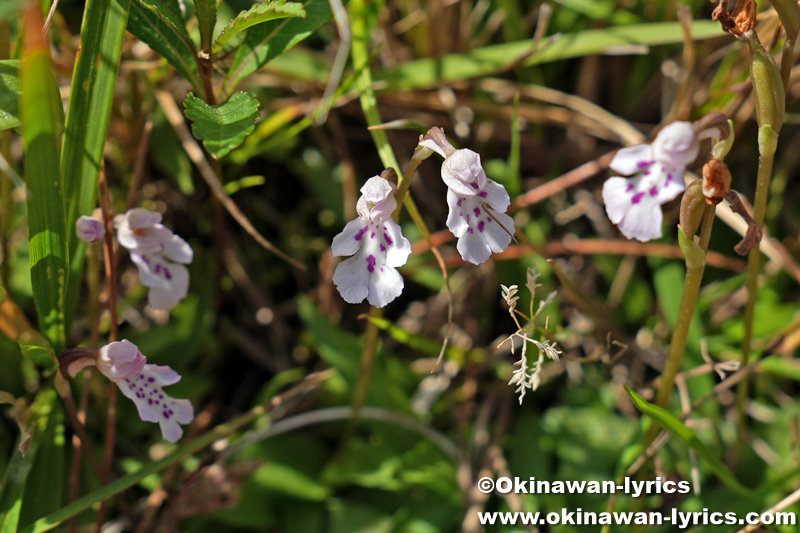 オキナワチドリ(Hemipilia lepida)