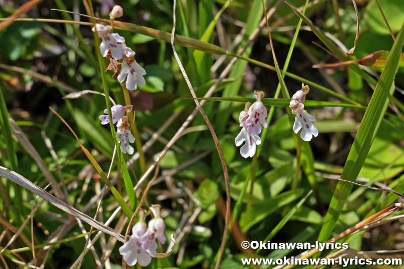 オキナワチドリ(Hemipilia lepida)