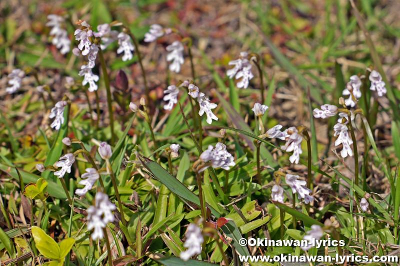 オキナワチドリ(Hemipilia lepida)
