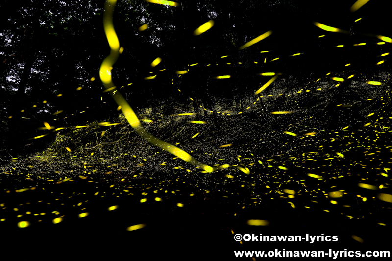 ヤエヤマヒメボタル@西表島 2026