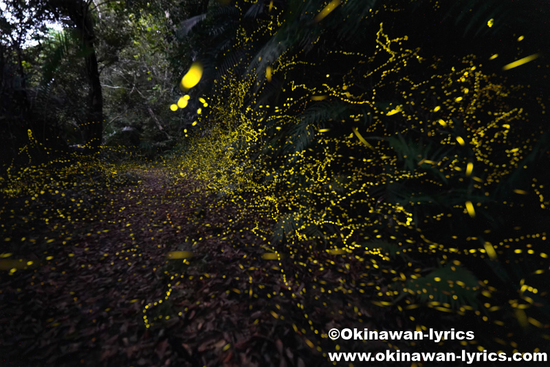 ヤエヤマヒメボタル@西表島