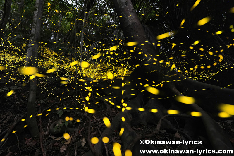ヤエヤマヒメボタル@西表島