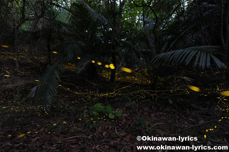 ヤエヤマヒメボタル@西表島