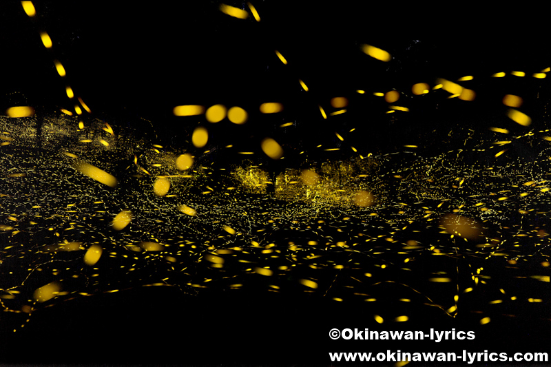 ヤエヤマヒメボタル@西表島