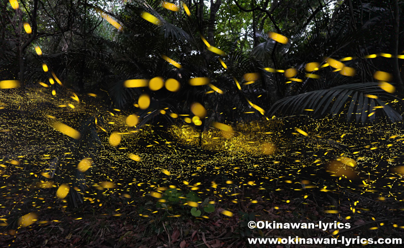 ヤエヤマヒメボタル@西表島