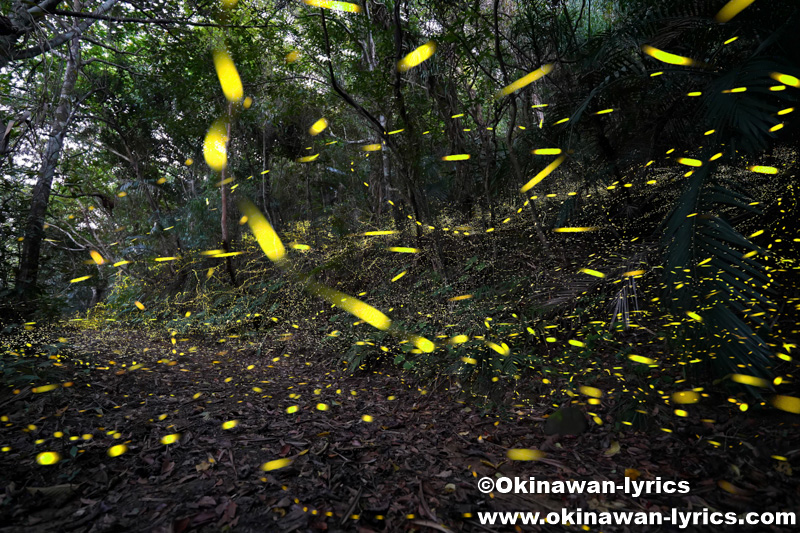 ヤエヤマヒメボタル@西表島
