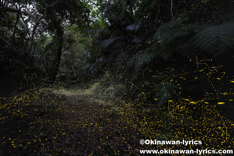 ヤエヤマヒメボタル@西表島